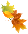 Fall-decoration-leaves-right