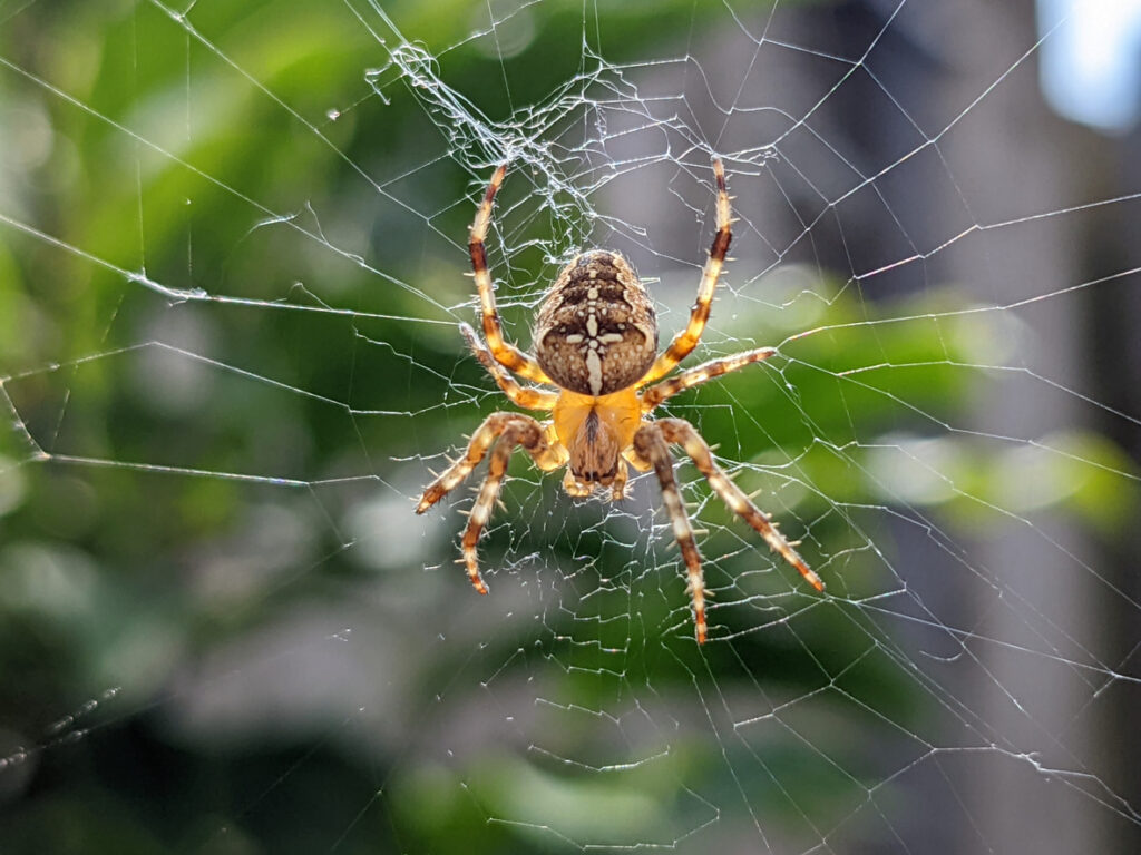 Křižák obecný (Araneus diadematus)