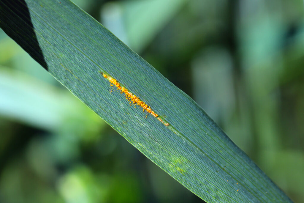 rez travní (Puccinia graminis) nebo rez korunkatá (Puccinia coronata Corda)