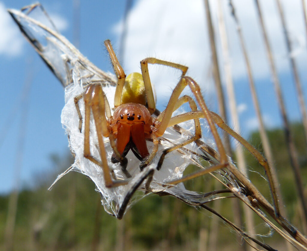 Zápřednice jedovatá (Cheiracanthium punctorium) jedovatí pavouci v Česku