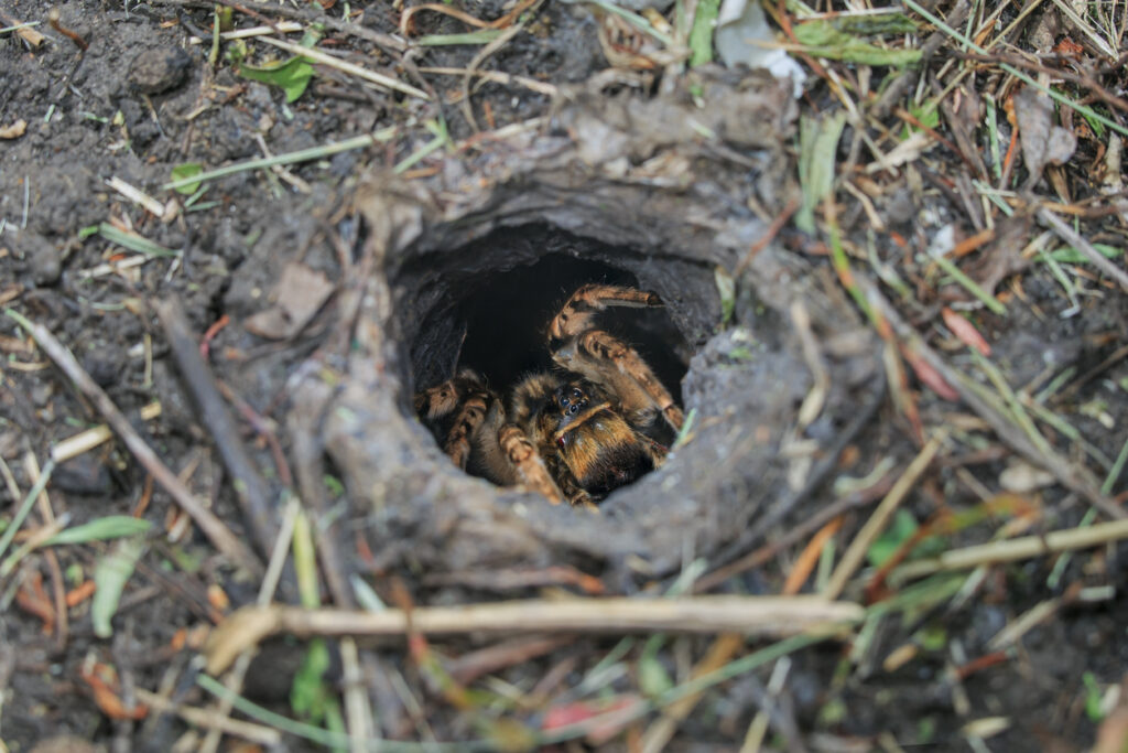 Slíďák tatarský (Lycosa singoriensis)