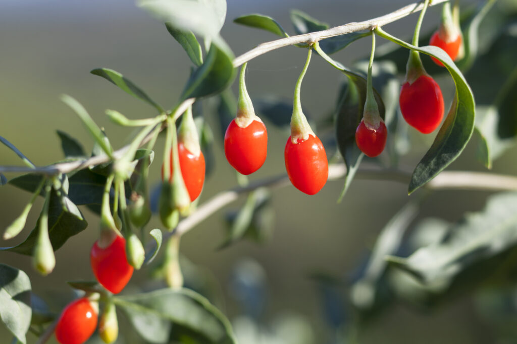 Plody goji se sbírají až do konce podzimu – ještě to stíháte!